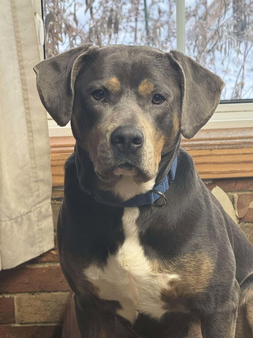 Hercules