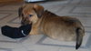 Chuck
