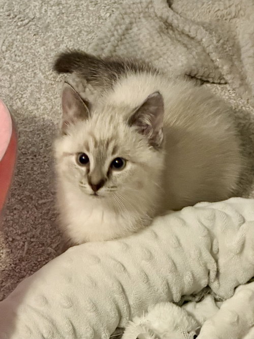 Willow