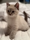 Willow