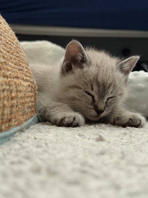 Maple