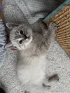 Maple