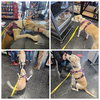 Lowry Vacation Foster Needed 1/29 -2/ 2