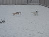 Lowry Vacation Foster Needed 1/29 -2/ 2