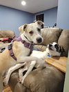 Lowry Vacation Foster Needed 1/29 -2/ 2