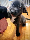 Rolo