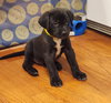 Rolo