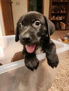 Rolo