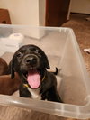 Rolo