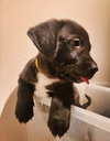 Rolo