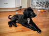 Rolo