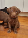 Cocoa