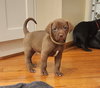 Hershey