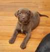 Hershey
