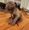 Hershey