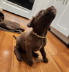 Hershey