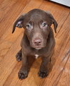 Hershey