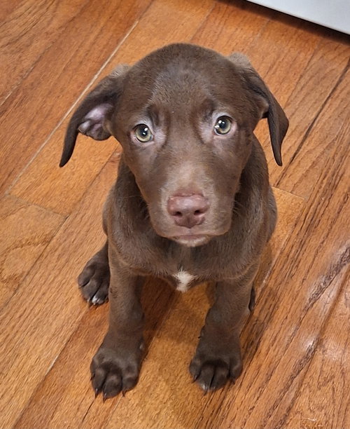 Hershey