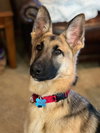 Levi