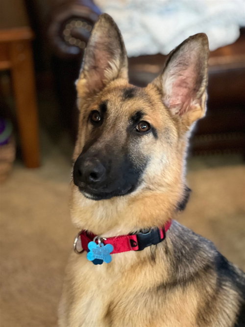 Levi