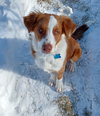 Toby