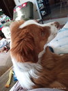 Toby