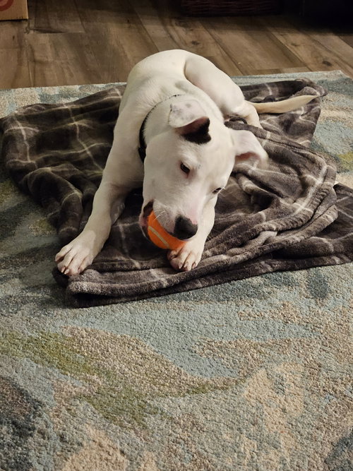 CROSBY - Terrier available for adoption