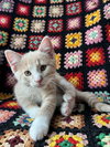 Scrumpy
