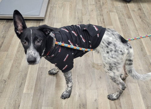 Brooks Vacation Foster Dec 23-28th