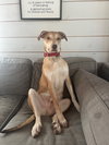 Miko - Photo 2