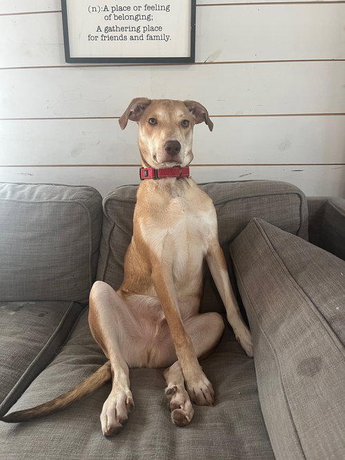 MIKO - Hound / Collie available for adoption
