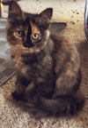 Cocoa Kitty