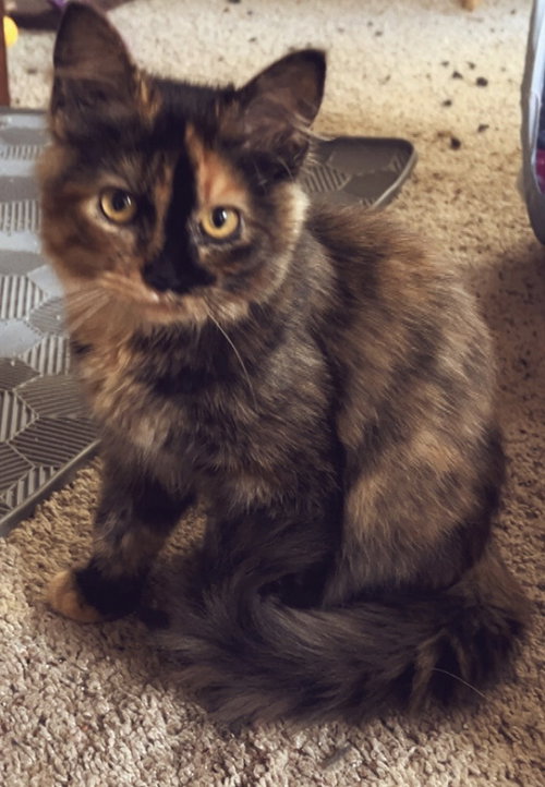 Cocoa Kitty