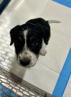 Pippa