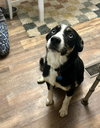 Kora