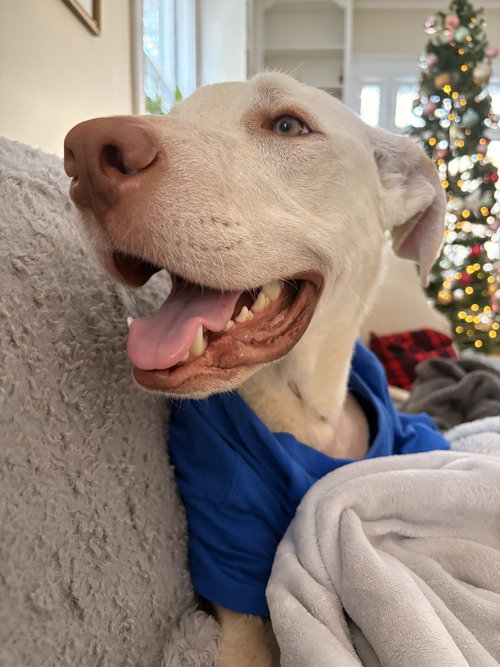 Wally