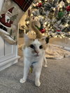 Mr. Ginger