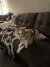 Mr. Ginger