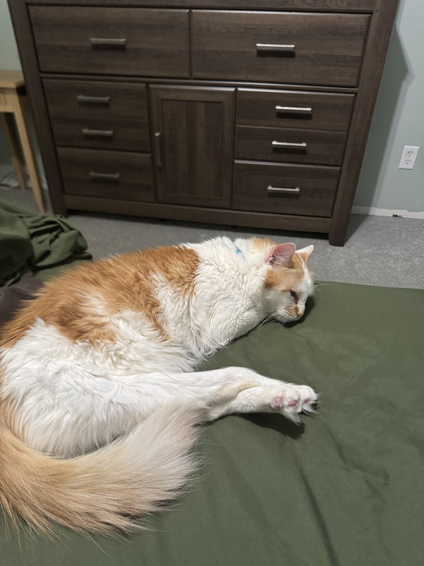 Mr. Ginger