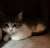 Noel Kitty