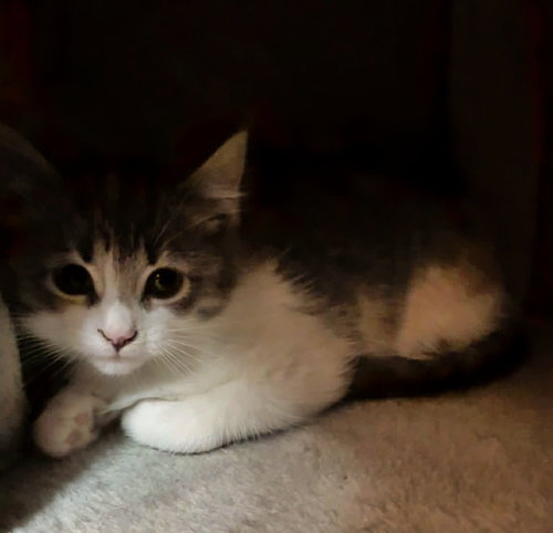Noel Kitty