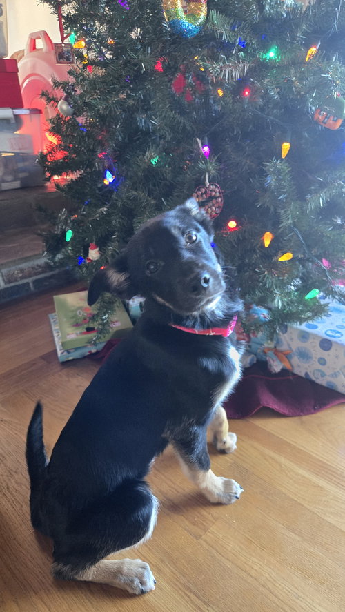ASHLAND - German Shepherd Dog available for adoption