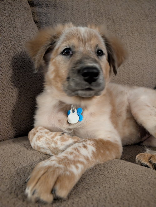 NANCY WHEELER - Shepherd / Great Pyrenees available for adoption