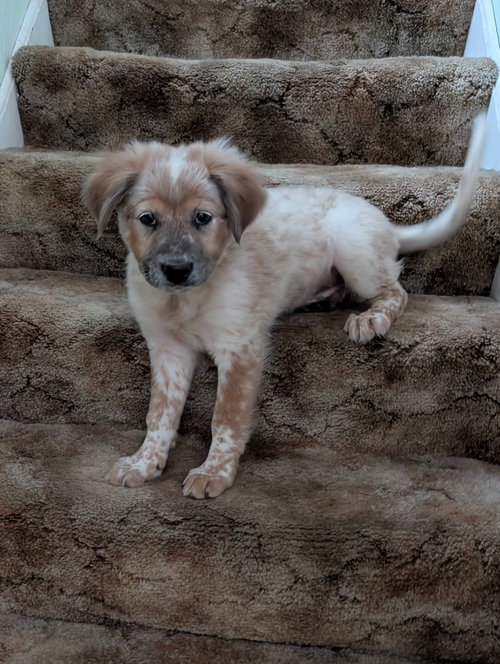 NANCY WHEELER - Shepherd / Great Pyrenees available for adoption