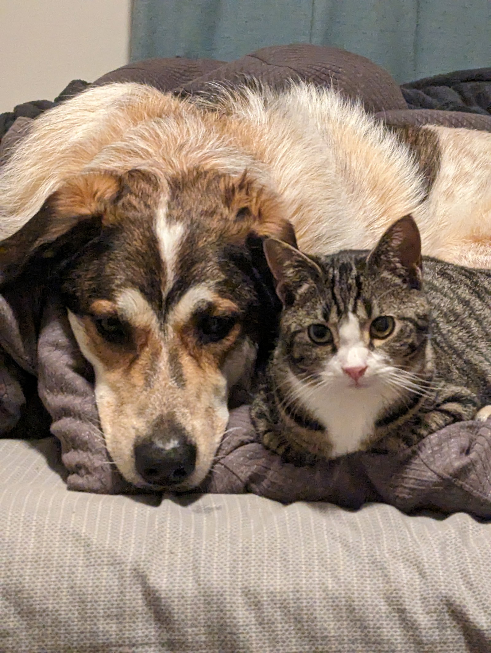 Koda Image