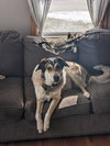 Koda