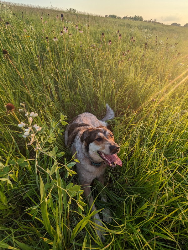 Koda