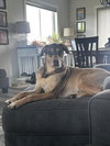 Ruger