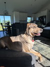 Ruger