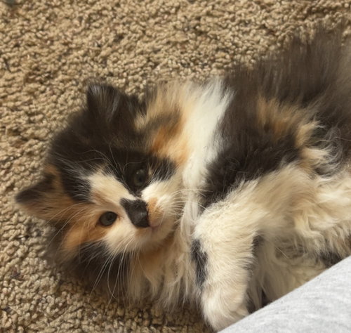 Louise